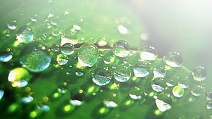 closeup photo of water dew on green leaf